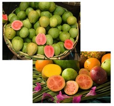 Samen von der APFELGUAVE (echten Guave) lecker exotisch reiche Ernte übers Jahr