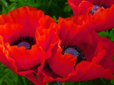 ROTER TÜRKISCHER RIESENMOHN Mohn Papaver orientale winterharte Staude 500 SAMEN
