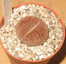 Lithops aucampiae ssp. euniceae C48 Mesembs Lebende Steine EB-MS1753-T5