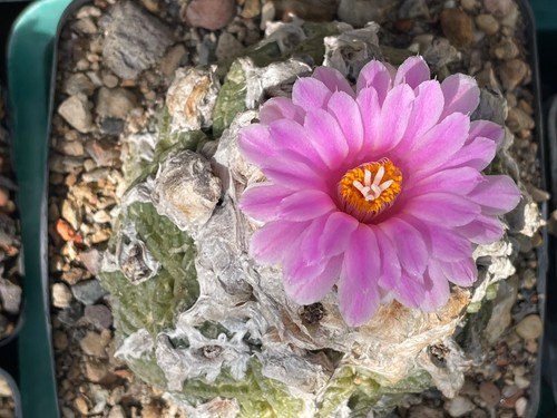Ariocarpus intermedius cm - ariocarpus,