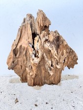 Mangrove, Aquarienwurzel