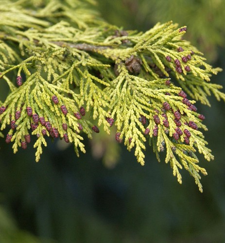 Gelbe gartenzypresse golden - gelbe,