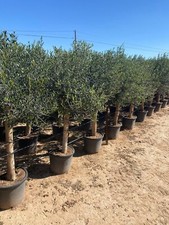 Olivenbaum Olive "25 Jahre"