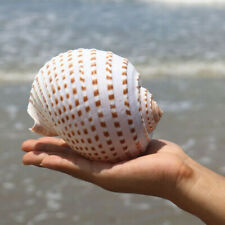 Shell Meeresschnecke Muschelschalen Aquarium Fisch Tank Dekoration Natürlich