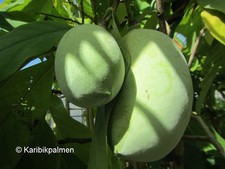 Asimina triloba
