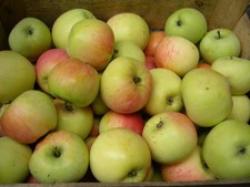 Apfel  Champagner Renette von