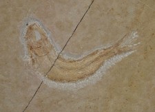 Leptolepides sprattiformis