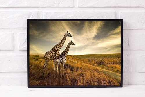 Giraffe druck bild poster - bild,