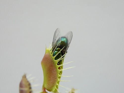Dionaea muscipula - 2x,