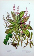 Original alter antiker Druck