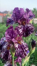 001104A Iris Chrysographes Schwerterlilie 2 Samen Lilie 