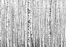 Birke Wald Weiß Landschaft