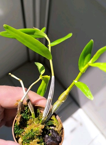 Dendrobium odoratum