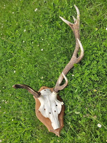Abnorm 10er hirsch geweih - abnorm,