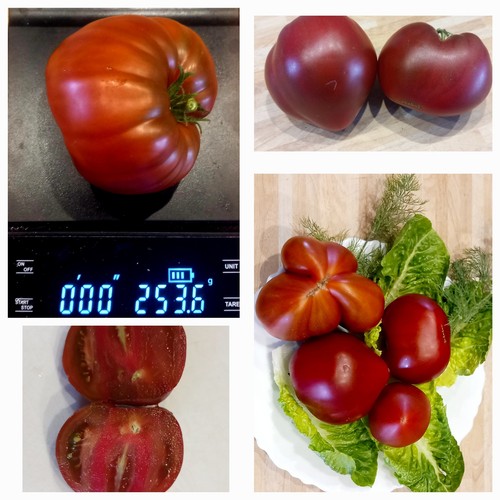 Tomatensamen dwarf purple - tomatensamen,