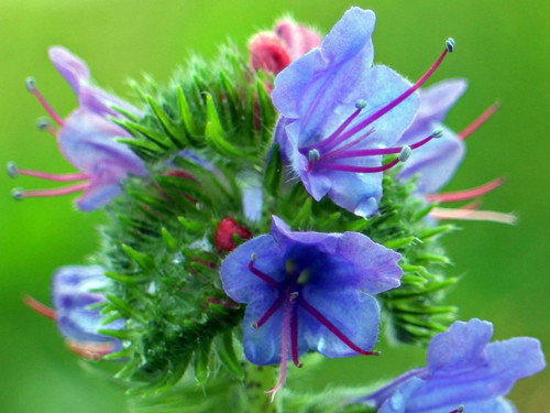 1000 samen natternkopf - samen, echium