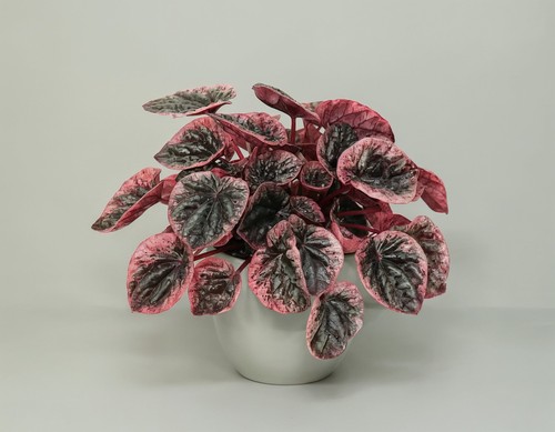 Peperomia caperata abricos - peperomia, xl