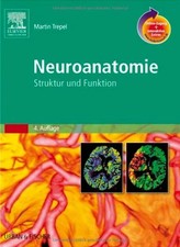 Neuroanatomie Struktur