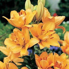 Lilie Lilium Zwiebel Blumen