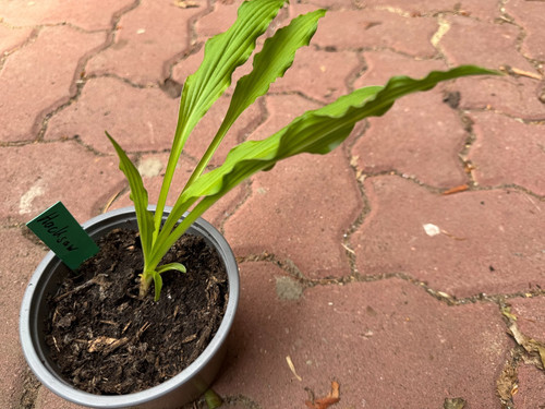 Hosta funkie hacksaw - hosta,