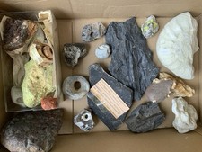 Versteinerungen Konvolut