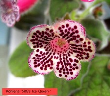 Jungpflanze! Rarität! Mini SRG Kohleria Saliba "Ice Queen" + gratis Achimenes