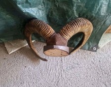 Mufflon Trophäe Hörner Jagd Kapital 