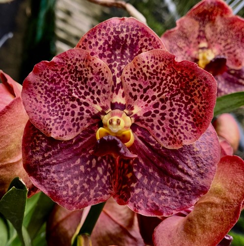 Vanda orange summerglow rispig - vanda,
