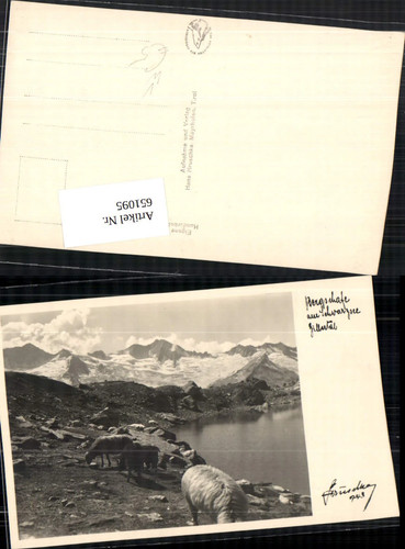 651095 bergschafe schafe - 651095,bergschafe,
