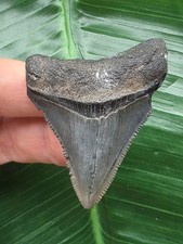 5,2 cm scharfer Zahn des