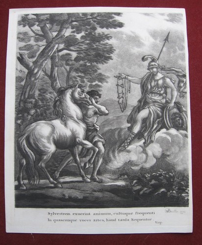 William baillie minerva - william, pferd