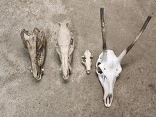 Trophäen Konvolut/Rotwild Schädel/Keiler/Fuchs/ Spießer Geweih