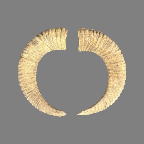 002cmu mufflon horn - mufflon,
