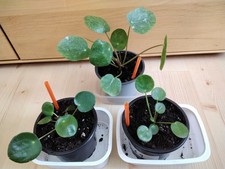 1 Pilea Sugar, 1 Pilea Mojito und eine Pilea White Splash zusammen 5 Euro