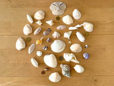 🐚🐚🐚Muschelsammlung