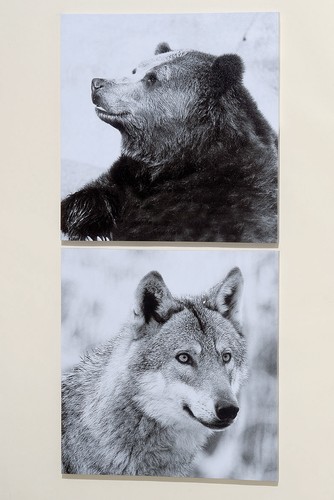 Bild bär wolf 2er set - bär, +