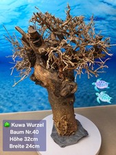 🌳Aquarium KUWA Wurzel