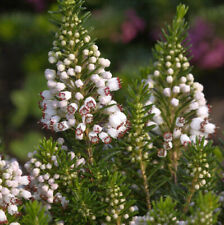 10x Cornwallheide Alba - Erica vagans