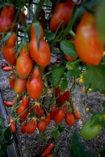 Tomatensamen "Банан