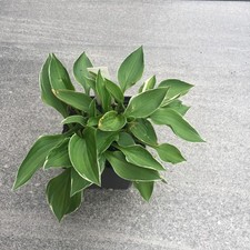 Funkie hosta kelston butler - -hosta,