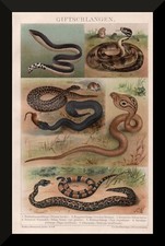 Giftschlangen +Historischer Druck/Chromolitho 1895+ Kreuzotter, Klapperschlange