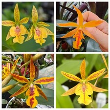 Orchidee Guaridendrum Isler's  Goldregen (Gur. aurantiaca x Epi. stamfordianum)