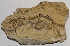 Stromatolith aus Wendelsheim
