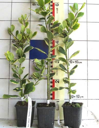 Ilex altacler golden - altacler., "golden