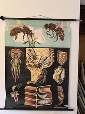 Schulwandkarte Biene