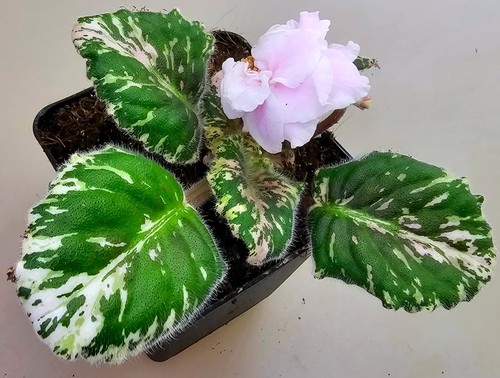African violet - african,