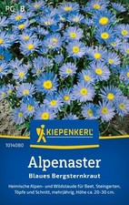 Alpenaster  Blaues Bergsternkraut  Steingarten  Samen Schnitt   Stauden