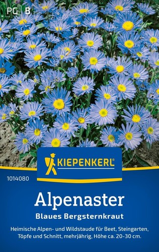 Alpenaster blaues - ,