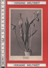 Otto Stoye: Phyllocactus