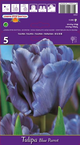 Tulpen - @,